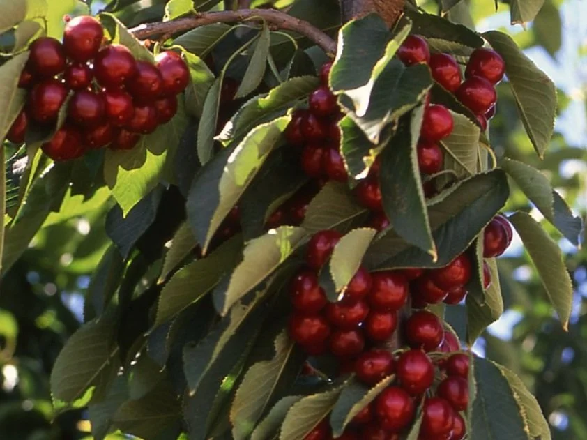 Cherry Tree, Cherry Varieties, Cherry Tree Rootstock — Burchell